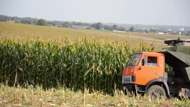 Combine Cuts Corn Trunks Dumps Processed Plants Kamaz Corn Field — Stock Video