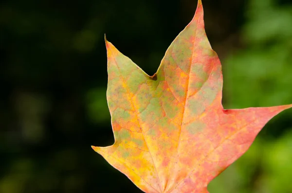 stock image Autumn composition of colorful foliage. Close-up yellow, orange, red and green maple leaf on green blurred background. Autumn background of leaf in park with copy space.