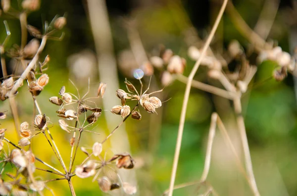 コピースペースと緑の背景に乾燥した草の選択的な焦点花序 傘の上に落ちた種子を持つ枯れ葉植物 野生のドライフラワーの自然背景 — ストック写真