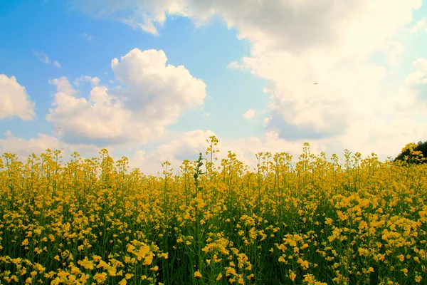 Gebied van mosterd bloemen — Stockfoto