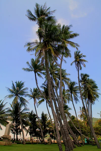 Група з високими пальмами — стокове фото