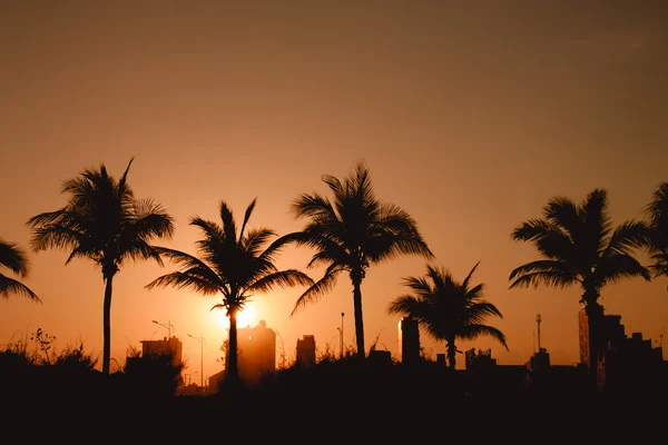 Silhouette di palme e case — Foto Stock