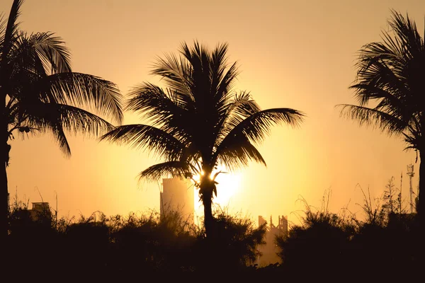 Palmeras y puesta de sol —  Fotos de Stock