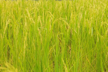 Yeşil Kulaklar Alanı