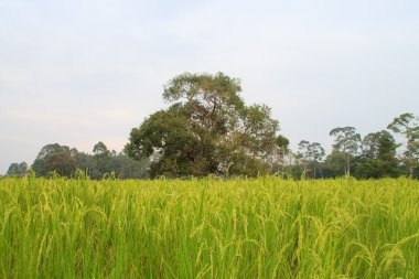 Büyük ağaç üzerinde yeşil çayır