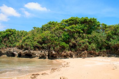 Kıyı kayada tropikal çalılar