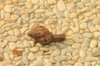 Salyangoz yolu üzerinde