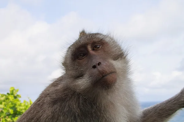 Női majom portréja — Stock Fotó