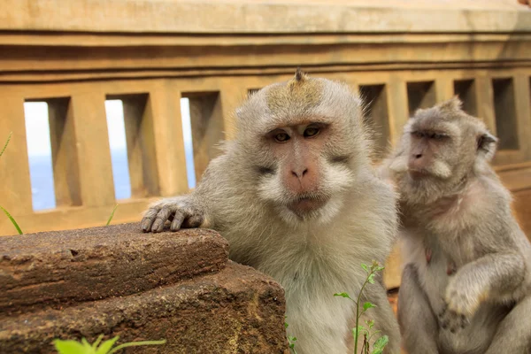 Portret van mannelijke aap — Stockfoto