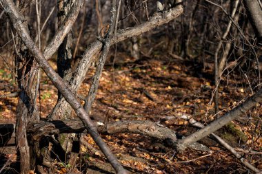 Ormandaki aşırı büyümüş yaban güllerinin gri dalları. Sonbahar manzarası.