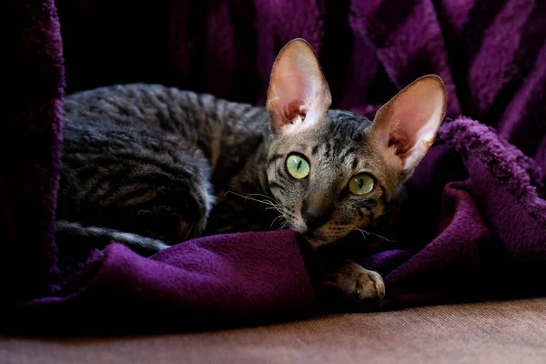 Yeşil Gözlü Gri Bir Kedi Mor Bir Battaniyenin Üzerinde Yatıyor — Stok fotoğraf