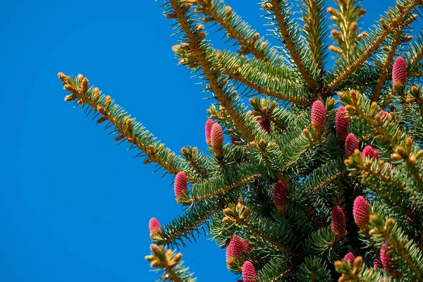 Spruce Ροζ Κώνους Την Άνοιξη Κωνοφόρα Δένδρα Μπλε Φόντο — Φωτογραφία Αρχείου