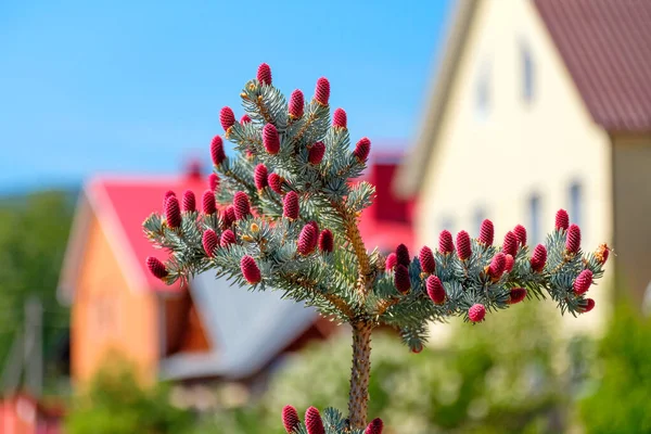 Épinette Bleue Avec Des Cônes Rouges Sur Fond Des Maisons — Photo