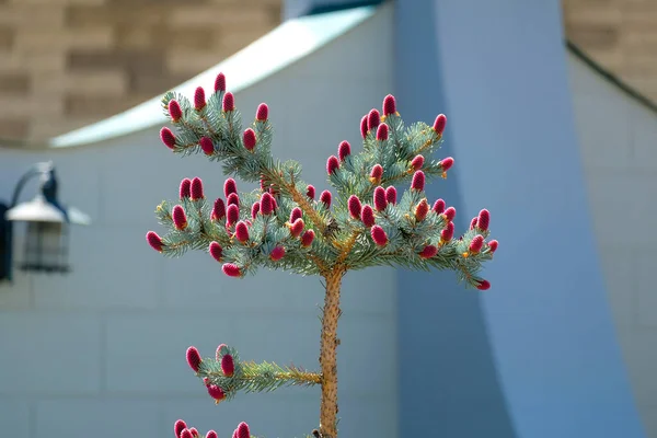 Épinette bleue aux cônes roses inhabituels au printemps. — Photo