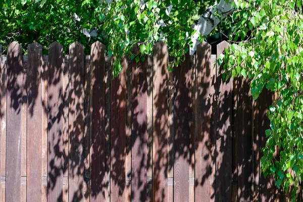 Une clôture en bois encadre le feuillage de bouleau. Place pour le texte, fond — Photo