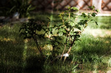 Genç gül çalısı. Çiçek açmak yok. İmzalı etiket görünür..