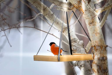 Kışın ispinozu tahta bir yemlikte oturur..