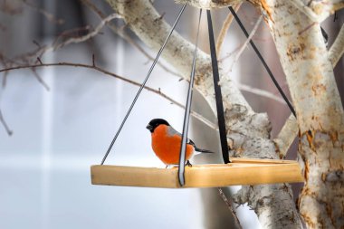 Kışın ispinozu tahta bir yemlikte oturur.