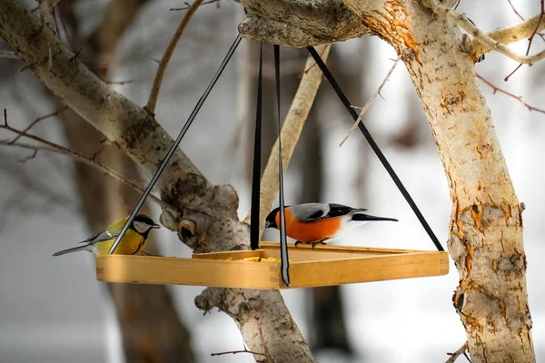 Птахи взимку на дерев'яній годівниці Ліцензійні Стокові Фото