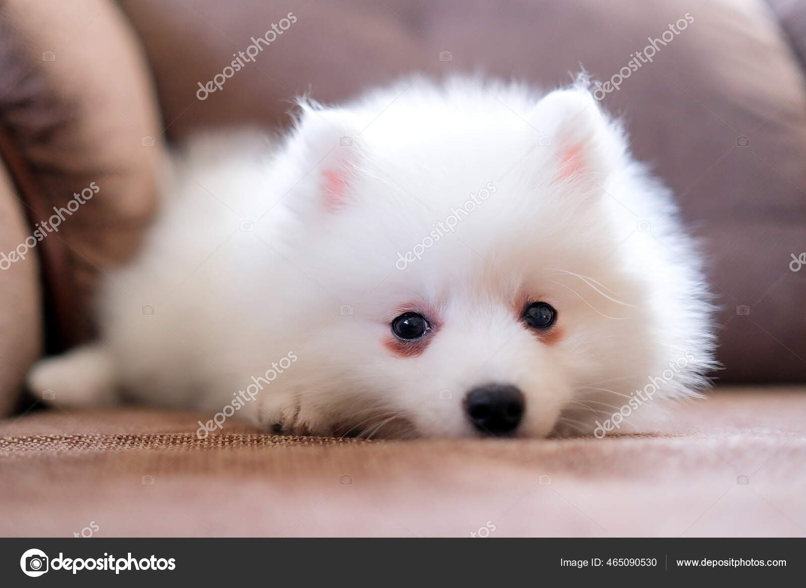 Japanese Spitz Stock Photos Royalty Free Images Page 2 Depositphotos