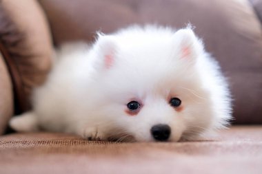 Japon Spitz köpeği kanepede yatıyor. Köpek üzgün..