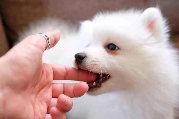 Japanska Spitz Valp Leker Med Handen Biter Fingrar Suddig Bakgrund — Stockfoto