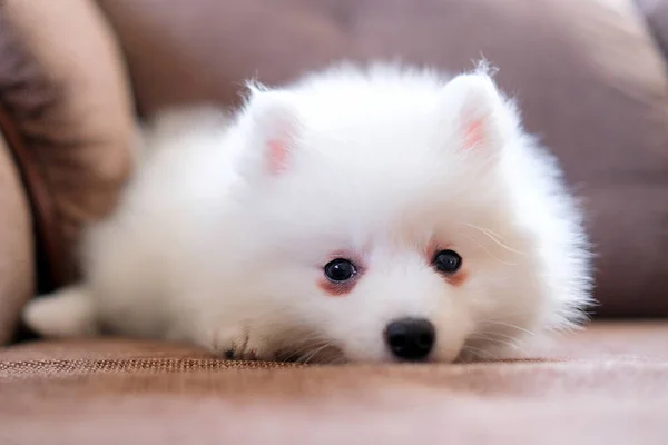 How Much Is Japanese Spitz Puppies In Philippines How Much Is Japanese Spitz Puppies In Philippines