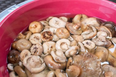 Lactarius resimus suya batırılmış. Mantar temizliği