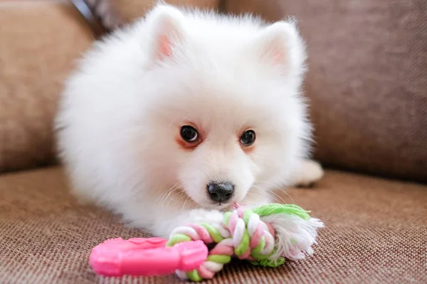 Kanepede plastik oyuncağıyla yatan tüylü köpek yavrusu. — Stok fotoğraf