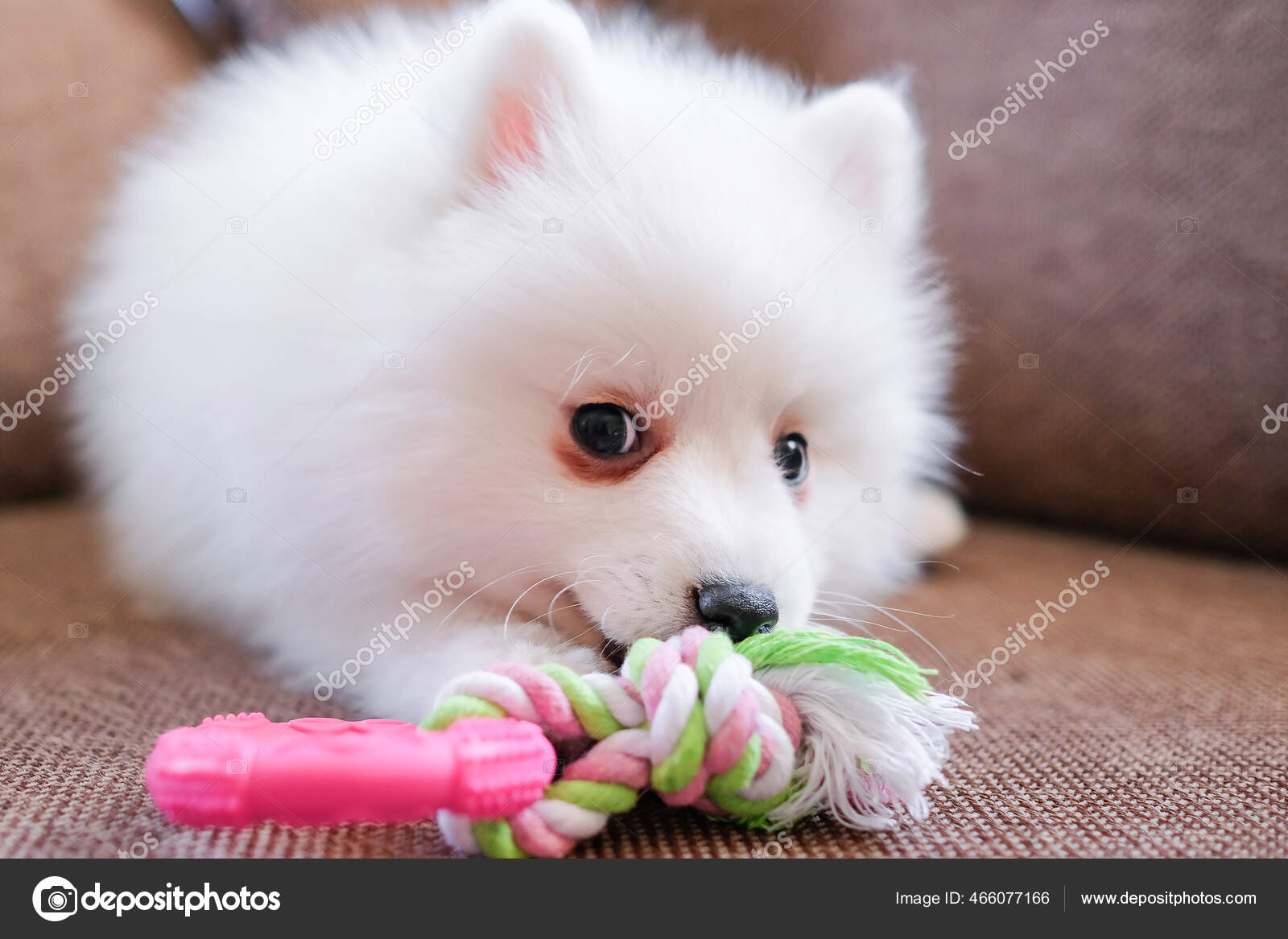 Japanese Spitz Stock Photos Royalty Free Images Page 2 Depositphotos