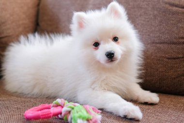 Kanepesinde oyuncak olan Japon Spitz köpeği.