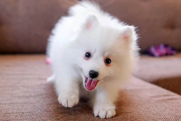 Cachorro blanco peludo satisfecho en el sofá —  Fotos de Stock