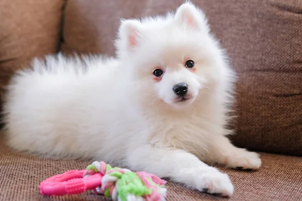 Japanese Spitz Stock Photos Royalty Free Images Page 2 Depositphotos