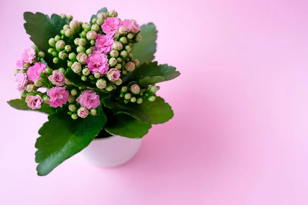 粉红色背景上的粉红卡尔顿 把植物放在锅里 免版税图库图片