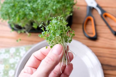 Bir demet mikro yeşili elinizde tutun..