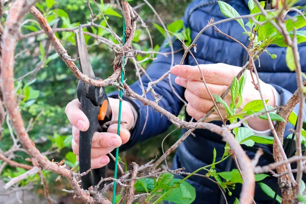 Pruning climbing plants with pruning shears. Schisandra in spring.
