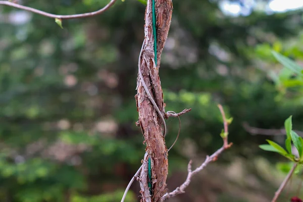 Climbing Plant Kept Wire Garden Lemongrass — Stock Photo, Image