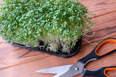 Mikroçimler, kabın içinde taze lahana filizleri. Yukarıdan bak. Makasın yanında..