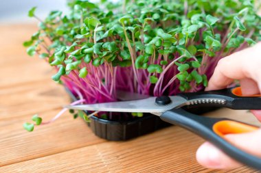 Mikroçimleri kes. Turp filizleri. Ellerinde makas tutuyorlar.