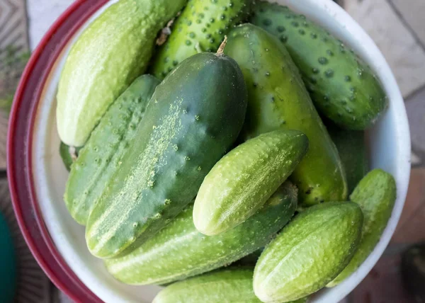 Harvest cucumbers in a bucket. View from above — Stock Photo, Image