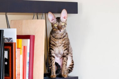 Kısaltılmış kedi bir kitaplıkta oturuyor. Cornish rex.