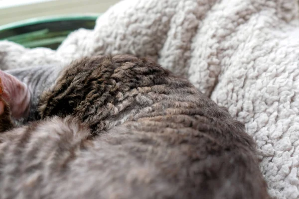 Cornish Rex Kedisinin Kıvırcık Saçları Aynı Kıvırcık Battaniye — Stok fotoğraf
