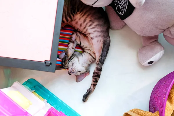 Gatito Duerme Boca Abajo Alféizar Ventana Entre Los Juguetes Los —  Fotos de Stock