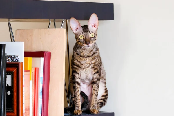 Gato Pelo Corto Está Sentado Una Estantería Cornish Rex Imagen de archivo