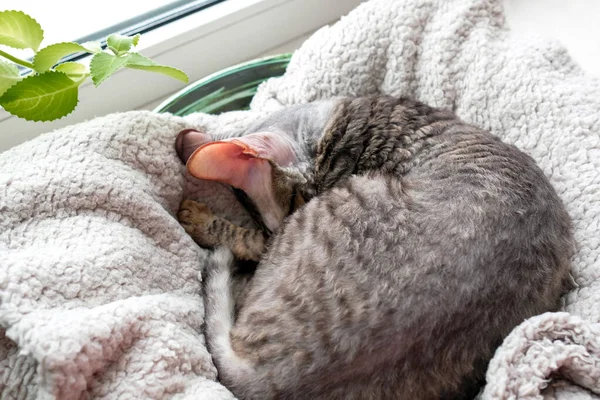 Gato Está Enrolado Sofá Animal Está Dormindo — Fotografia de Stock