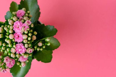 Pembe arka planda parlak Kalanchoe çiçekleri.