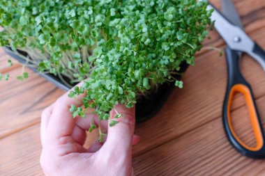 Elinde mikroyeşillikler tutuyor. Ahşap arka planda lahana filizleri.