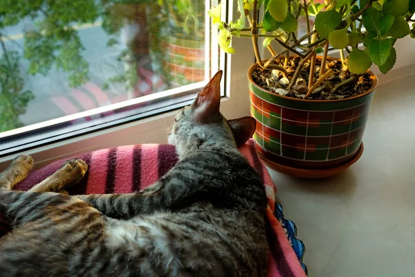 Gatto domestico appoggiato su una coperta sul davanzale della finestra — Foto Stock