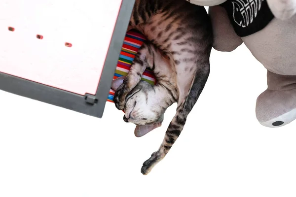 Το γατάκι κοιμάται στην πλάτη του ανάμεσα στα παιχνίδια. Απομονωμένα σε λευκό — Φωτογραφία Αρχείου