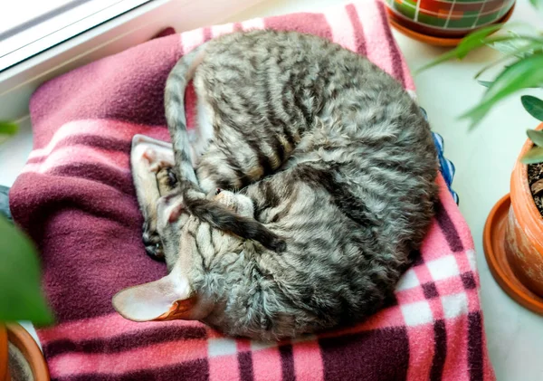 猫蜷缩在沙发上睡觉 从上面看猫制成的圆圈 — 图库照片